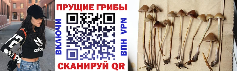 купить   Агидель  Галлюциногенные грибы MAGIC MUSHROOMS 